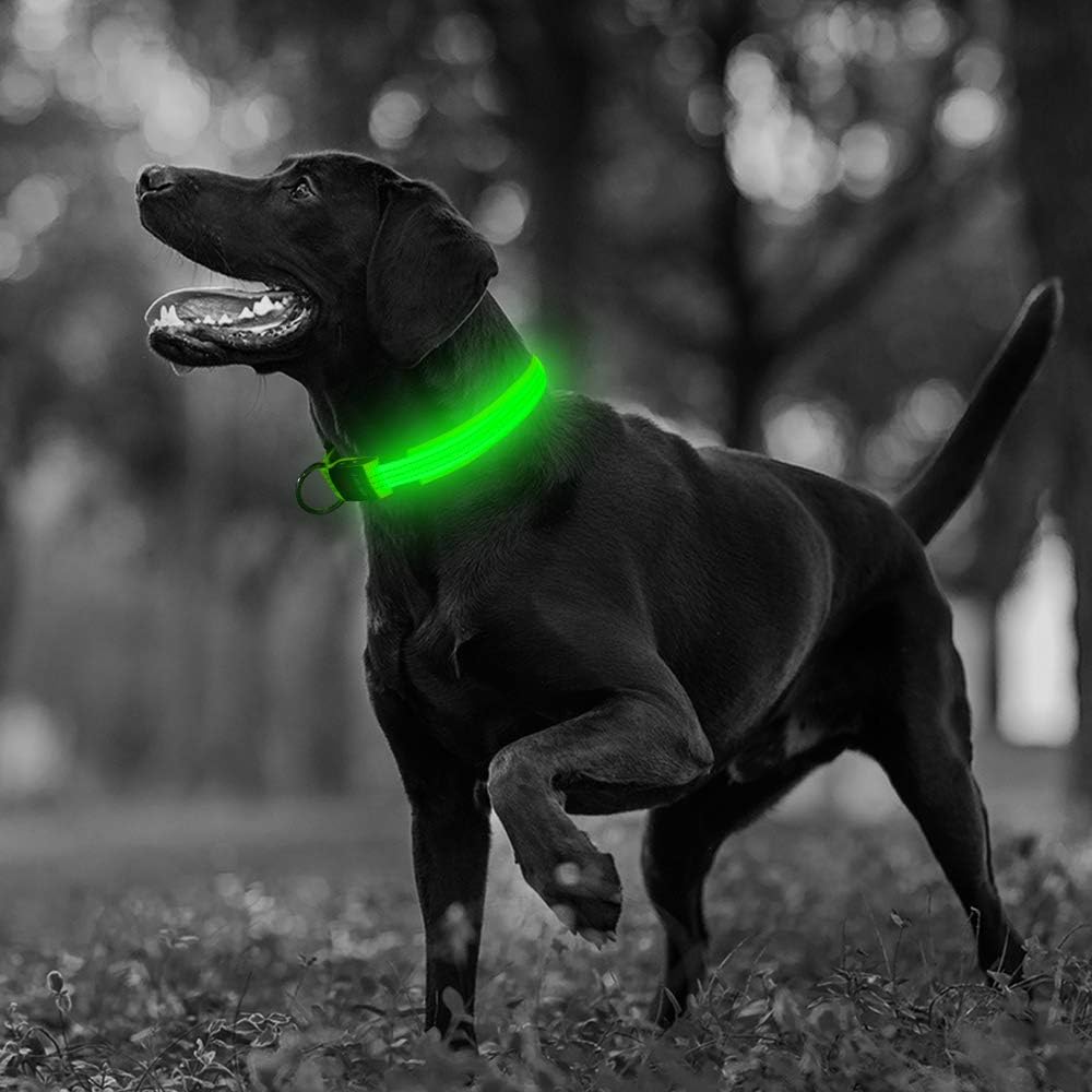 LED Dog Collar