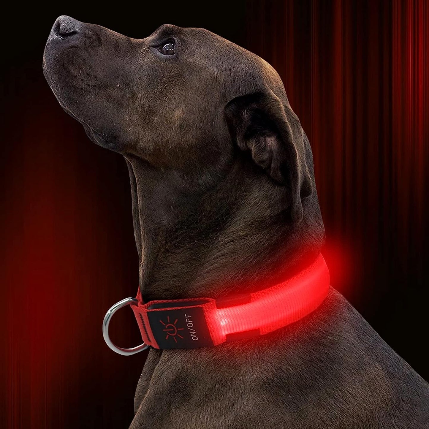 LED Dog Collar