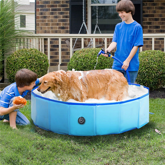 Dog Summer Pool