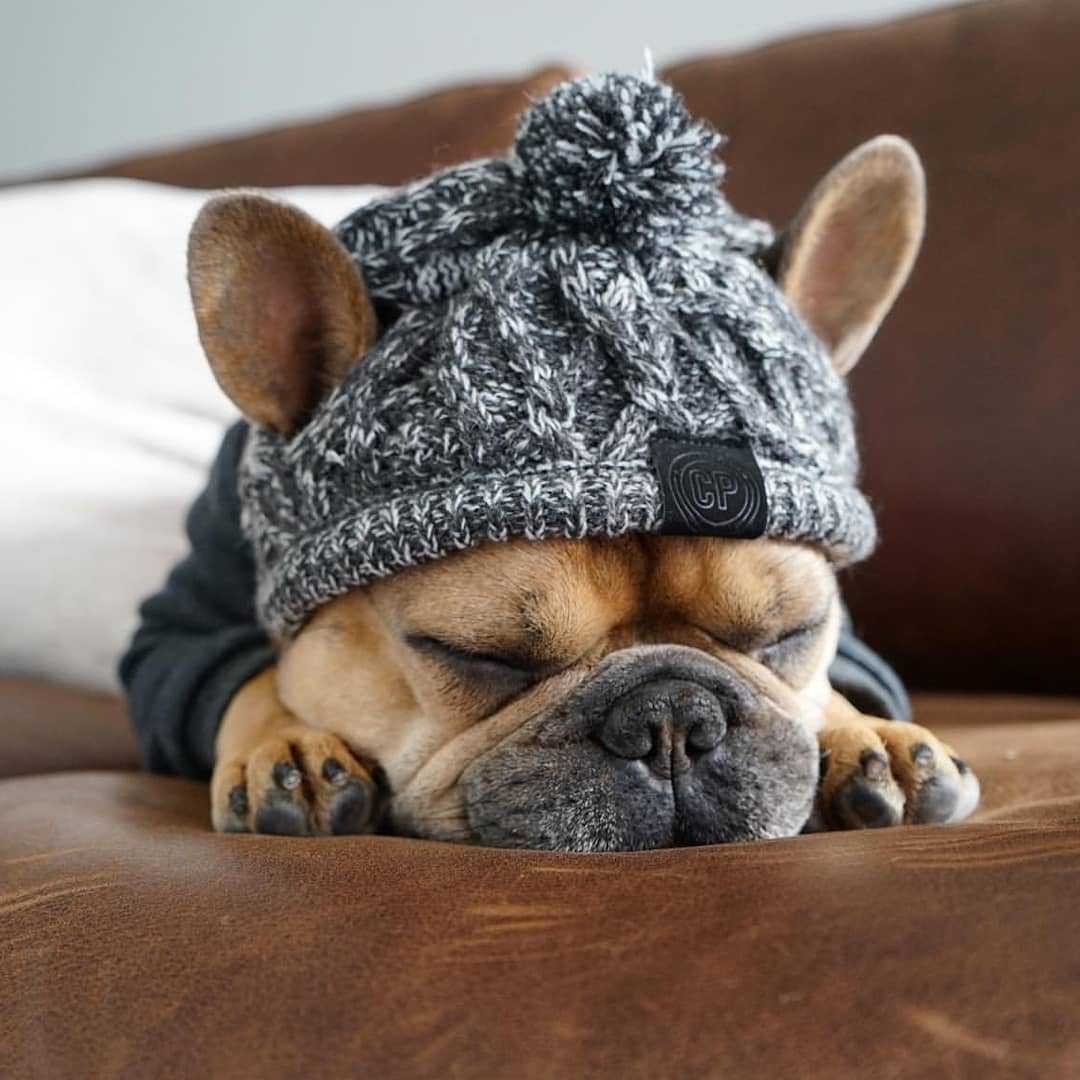 WoolenSheep™ - Dog's Polar Hat