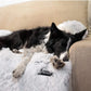 Pet Sofa Bed