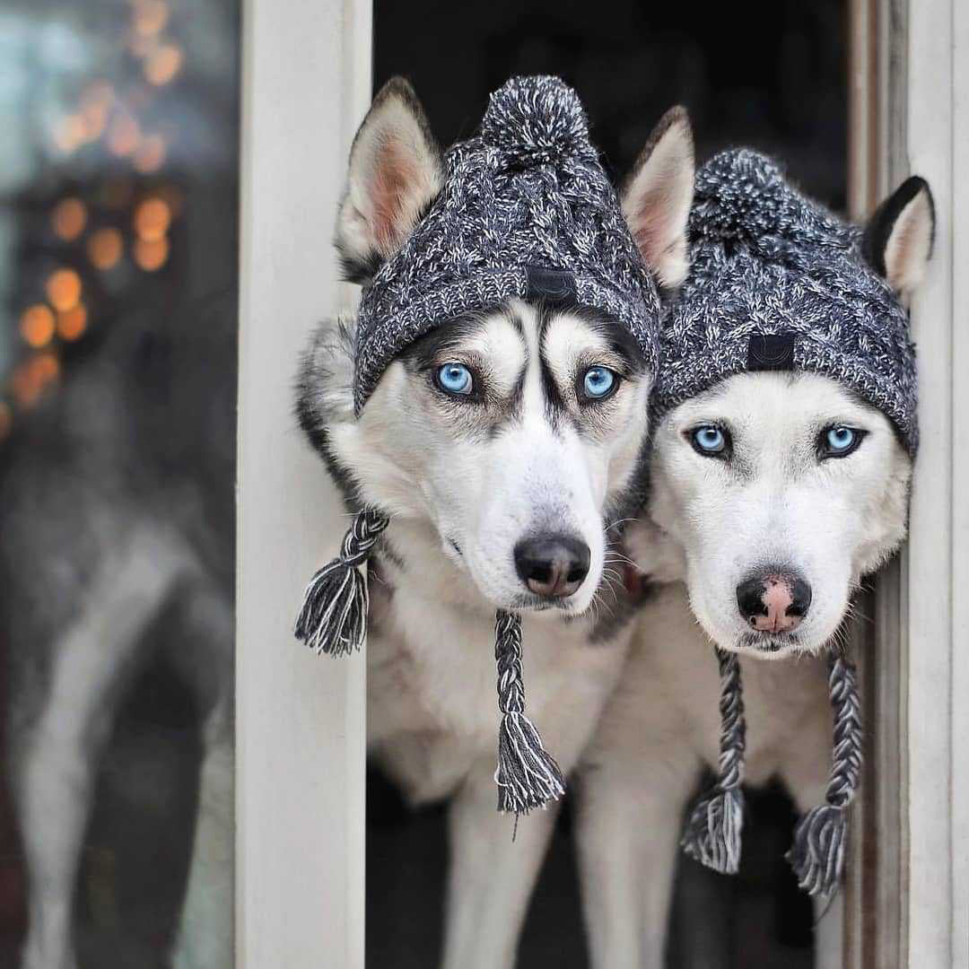 WoolenSheep™ - Dog's Polar Hat