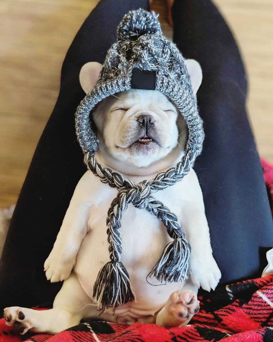 WoolenSheep™ - Dog's Polar Hat