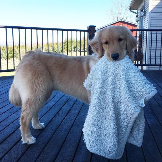 DeepSleep Pet Blanket