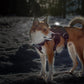 Dog Safety Light