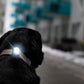 Dog Safety Light