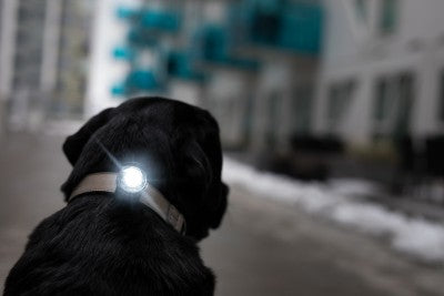 Dog Safety Light