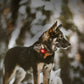 Dog Safety Light