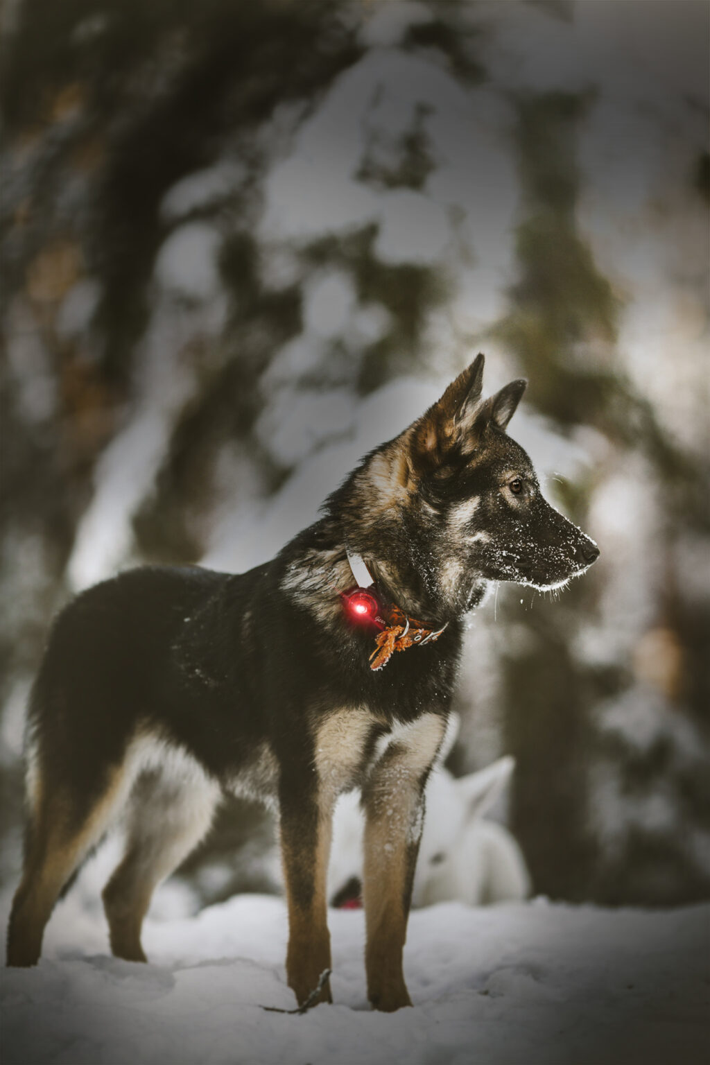 Dog Safety Light