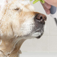 Pet Shower Brush